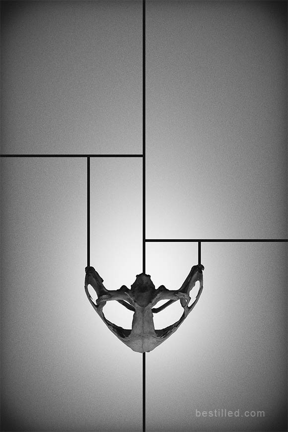 Frog skull with geometric lines. Surreal abstract art in black and white by Joseph Westrupp.
