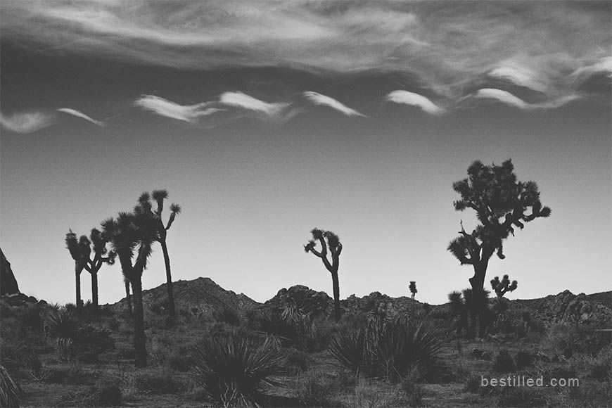 Black and white photograph of tree silhouettes against a cloudy sky in Joshua Tree National Park, California. Art by Joseph Westrupp.