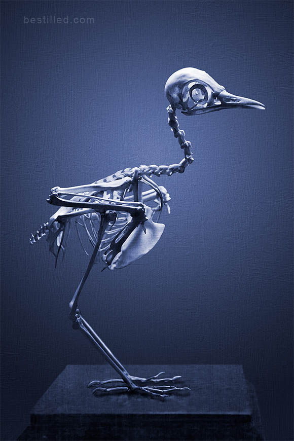 Bird skeleton in blue monochrome, art photograph by Joseph Westrupp.
