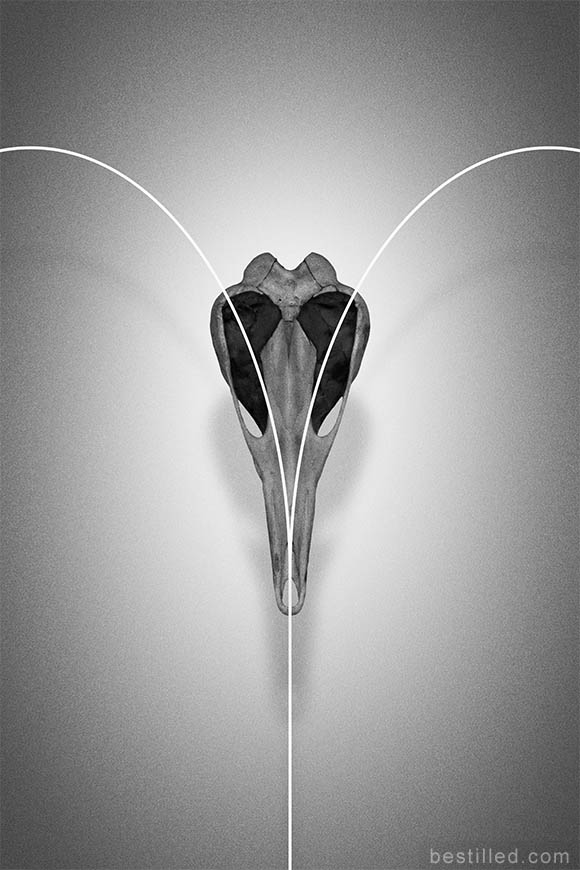 Bird skull heart with white curved lines, surreal abstract art in black and white by Joseph Westrupp.