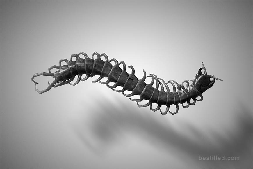 Hovering centipede in black and white, surreal art photo by Joseph Westrupp.
