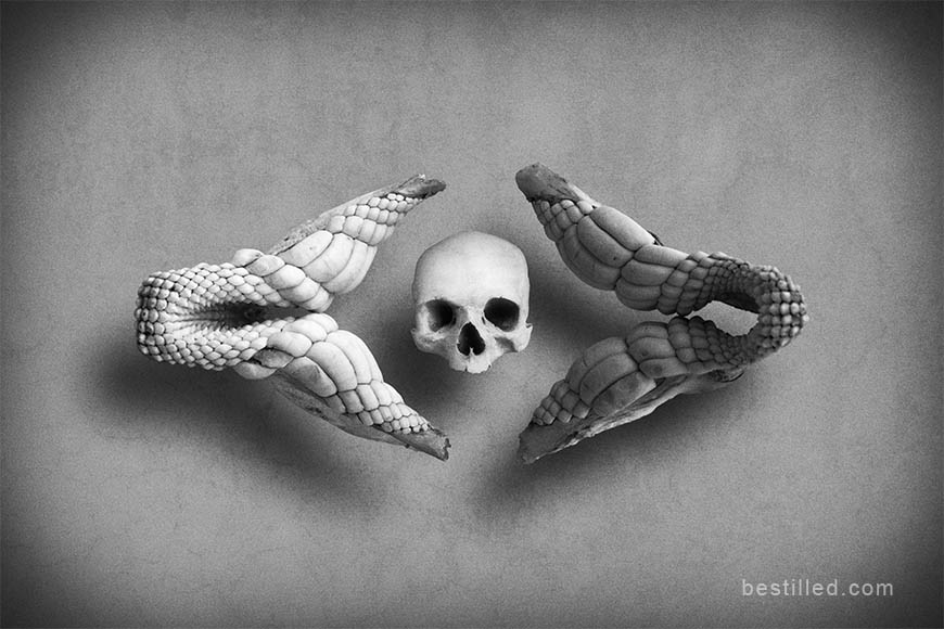 Hovering skull and shark jawbones, surreal art in black and white by Joseph Westrupp.