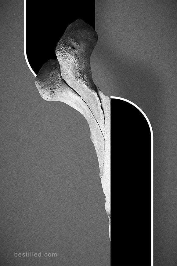Elephant bone with striped geometric shapes. Surreal abstract art in black and white by Joseph Westrupp.