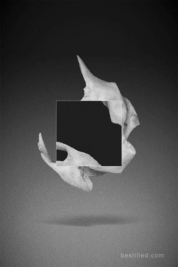 Tiger skull collage on black square, floating over atmospheric background. Surreal abstract art in black and white by Joseph Westrupp.