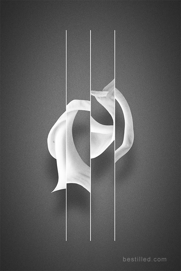 Seashell rose divided by lines. Surreal abstract art in black and white by Joseph Westrupp.