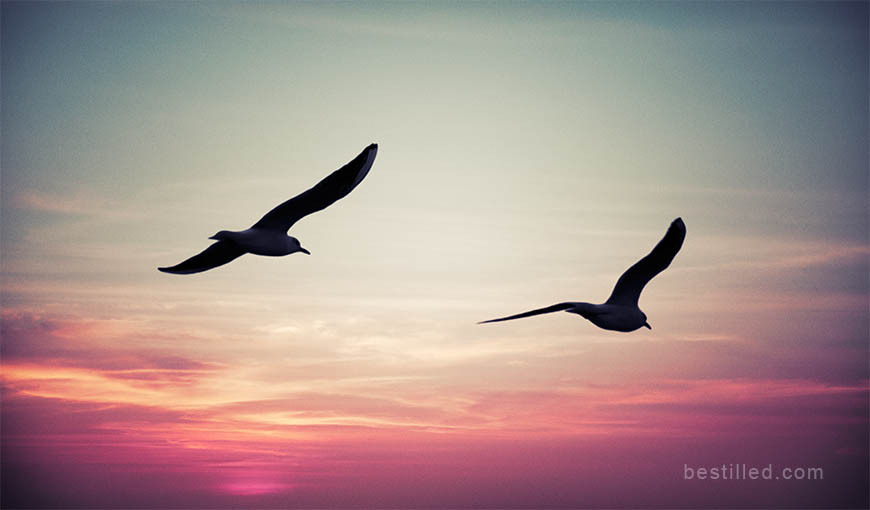 Art photograph of seagulls silhouetted against sunset in Sri Lanka, by Joseph Westrupp.